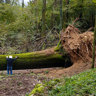 Quercia secolare crolla nei boschi di Villa del Bosco