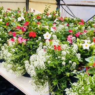Borgosesia si colora di primavera: nuovi fiori in ponti, aiuole e viali