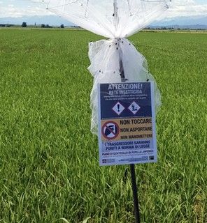 Popilia in forte aumento, danni a tutte le colture: i dati del vercellese