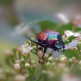 La Regione Piemonte per il contenimento della Popillia Japonica