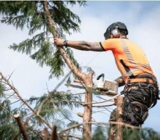 Romagnano Sesia, domenica 11 gennaio lavori di potatura: divieti di transito e modifiche alla viabilità