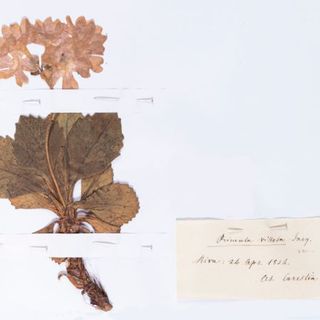 Un'immagine al giorno, nuova rubrica della Pinacoteca di Varallo