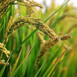 Ritorna il servizio di allerta del “Brusone del riso”.