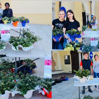 Grande successo per le azalee di Igea: tra i volontari anche gli studenti di Varallo.