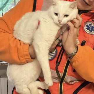 Agnona, “Titina” cerca casa: una gattina di un anno pronta per un’adozione responsabile