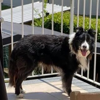 Riportiamo a casa Toby, scappato ieri ad Agnona