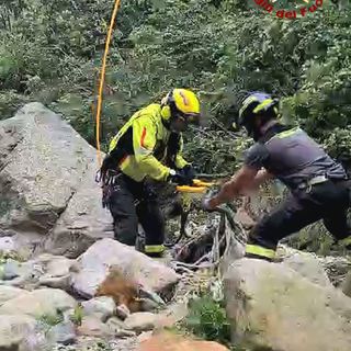 Toro finisce nel torrente, in salvo grazie ai Vigili del Fuoco VIDEO
