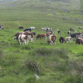 Servizi di Ruggero Coltro, Claudio Nicola e Daniele Agazzone