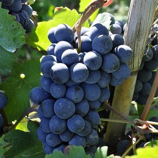 Regione, contrasto della flavescenza dorata della vite: pubblicate le misure obbligatorie per il 2024.