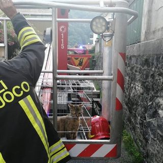Micio di pochi mesi recuperato a 10 metri di altezza