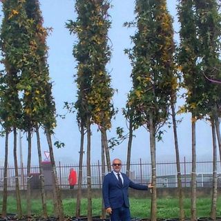Vercelli, consegnate 288 piante per Corso Avogadro di Quaregna.