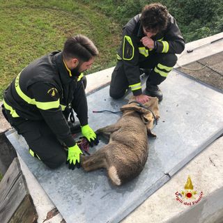 Borgosesia, Vigili del Fuoco salvano capriolo caduto dentro una vasca