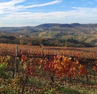 Autunno nel frutteto e vigneto: come preparare le piante all'inverno