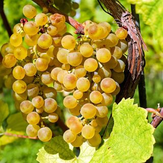 Emergenza fitosanitaria, tavolo regionale sulla flavescenza dorata della vite: prosegue la ricerca”.