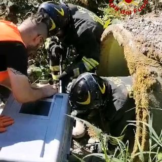 Volpe incastrata in un canale, intervengono i Vigili del Fuoco VIDEO