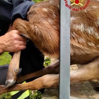 Cerbiatto incastrato in una recinzione, intervengono i Vigili del Fuoco