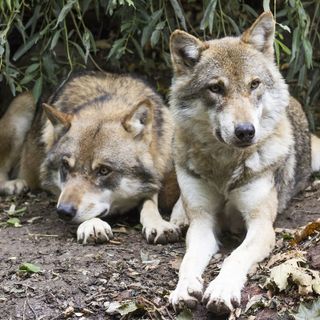 Convegno sul ritorno del lupo in Valsesia