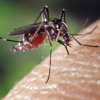 A Coggiola serata di informazione sulle zanzare