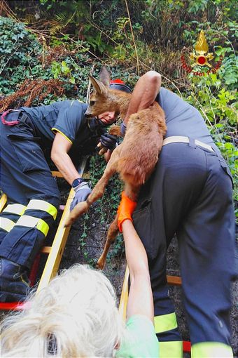 Varallo: Cucciolo di capriolo incastrato in una rete, liberato dai Vigili del Fuoco Varallo: Cucciolo di capriolo incastrato in una rete, liberato dai Vigili del Fuoco