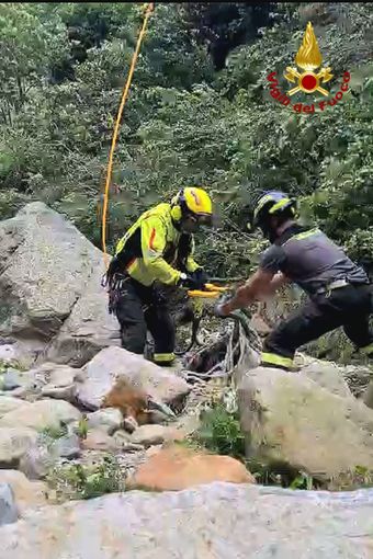 Toro finisce nel torrente, in salvo grazie ai Vigili del Fuoco VIDEO Toro finisce nel torrente, in salvo grazie ai Vigili del Fuoco VIDEO