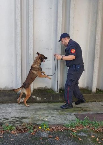 Unità cinofila nelle scuole e nei parchi di Vercelli: prevenzione antidroga tra i giovani Unità cinofila nelle scuole e nei parchi di Vercelli: prevenzione antidroga tra i giovani