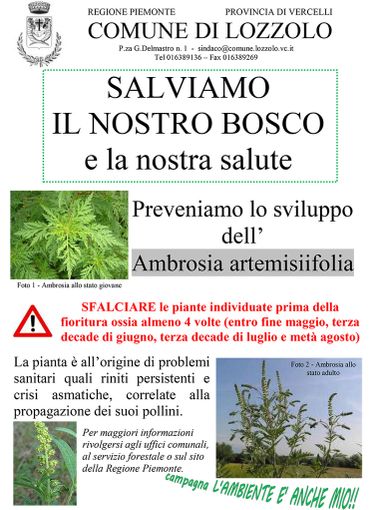 Lozzolo: Comunicato sulla prevenzione di allergopatie derivanti da Ambrosia artemisiifolia Lozzolo: Comunicato sulla prevenzione di allergopatie derivanti da Ambrosia artemisiifolia