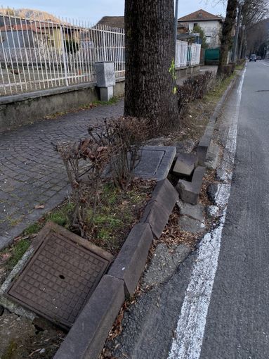 Borgosesia, al via l’abbattimento di circa 15 alberi in viale Rimembranze: “Scelta sofferta, ma prioritaria la sicurezza”