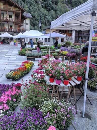 Achillea Ewulebi 2025: natura, arte e tradizione tra le montagne di Alagna FOTO Achillea Ewulebi 2025: natura, arte e tradizione tra le montagne di Alagna FOTO