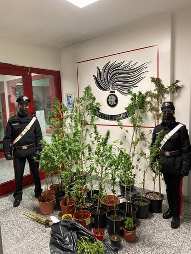 Coltivava piante di marijuana in casa. Arrestato 27enne di Ronsecco