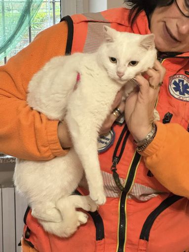 Agnona, “Titina” cerca casa: una gattina di un anno pronta per un’adozione responsabile