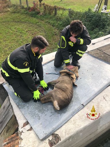Borgosesia, Vigili del Fuoco salvano capriolo caduto dentro una vasca Borgosesia, Vigili del Fuoco salvano capriolo caduto dentro una vasca
