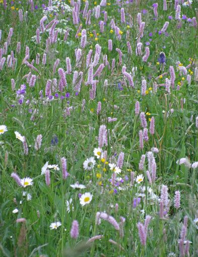 Le ricette con le erbe valsesiane: Zuppa di ajucca Le ricette con le erbe valsesiane: Zuppa di ajucca