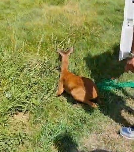 Centri di recupero della fauna selvatica, dalla Regione 150.000 euro a sostegno dei 3 Cras