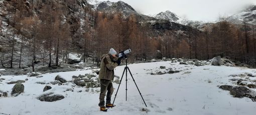 Alagna Valsesia, proseguono i censimenti della fauna alpina: oltre cento camosci avvistati e un giovane gipeto in volo