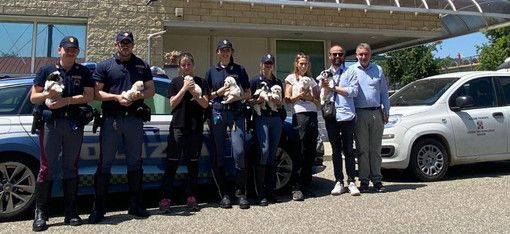 Fermato un furgone sull’A4: salvati nove cuccioli trasportati senza cure né documenti Fermato un furgone sull’A4: salvati nove cuccioli trasportati senza cure né documenti