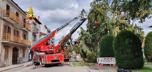 Gattinara, cade grosso albero in corso Valsesia. Vigili del Fuoco in azione FOTO e VIDEO Gattinara, cade grosso albero in corso Valsesia. Vigili del Fuoco in azione FOTO e VIDEO