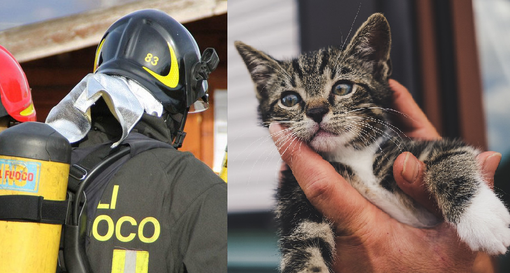 Gatto tratto in salvo a Coggiola, era rimasto incastrato dentro la canna fumaria di un’abitazione (foto di repertorio)