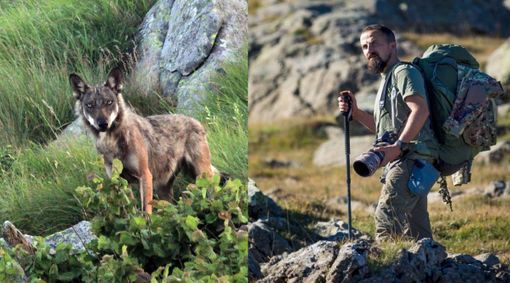 A Rassa si parla di Lupi con gli esperti e insieme ai video e immagini di Paolo Rossi Wolves photographer