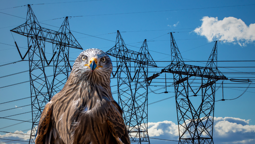 Posizionati a Vercelli dissuasori salvarapaci: E-Distribuzione al lavoro sulle linee elettriche.