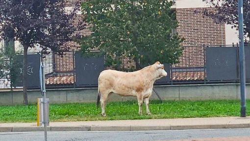 Leinì (TO), il sindaco Torella grazia la vitella dal macello: presto prenderà il suo nome Leinì (TO), il sindaco Torella grazia la vitella dal macello: presto prenderà il suo nome