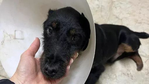 Ridiamo a Thomas le zampe per camminare, l'appello di Bulli e Pule con la Coda ODV