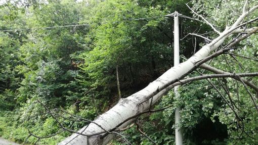 A Gattinara tromba d’aria, alberi abbattuti (foto di repertorio)