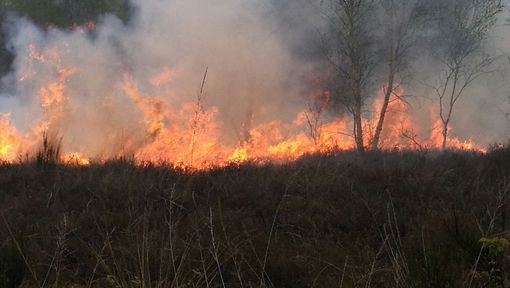 Piemonte, foreste: approvato il piano straordinario di interventi di ripristino per gli incendi 2017