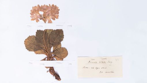 Un'immagine al giorno, nuova rubrica della Pinacoteca di Varallo