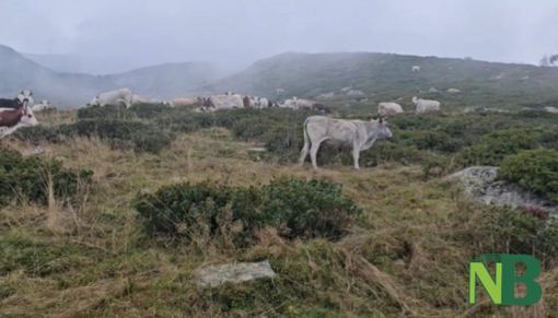 Piemonte, prolungato di 10 giorni il pascolamento in quota e in media montagna fino a metà novembre (foto di repertorio)