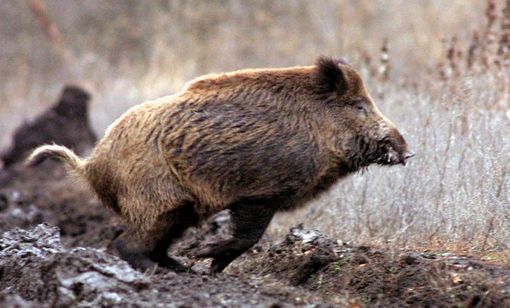 Peste suina: 500 cacciatori, guardie e tutor ai corsi di prevenzione e formazione tenuti dai veterinari dell’ASL di Vercelli