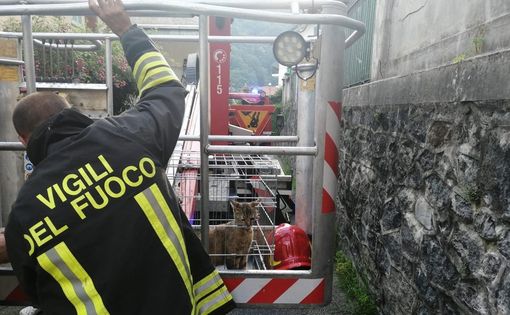 Micio di pochi mesi recuperato a 10 metri di altezza