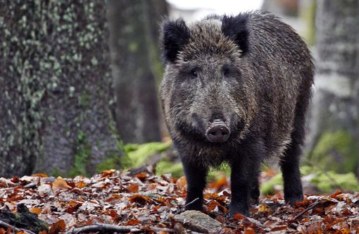 Allarme ungulati in bassa Valsesia