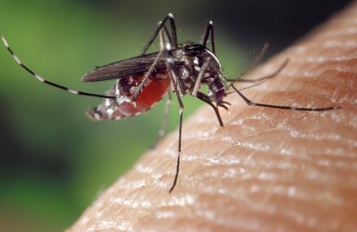 A Coggiola serata di informazione sulle zanzare A Coggiola serata di informazione sulle zanzare