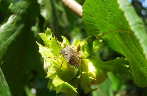 Dal Cuneese individuato un insetto per contrastare la cimice asiatica Dal Cuneese individuato un insetto per contrastare la cimice asiatica